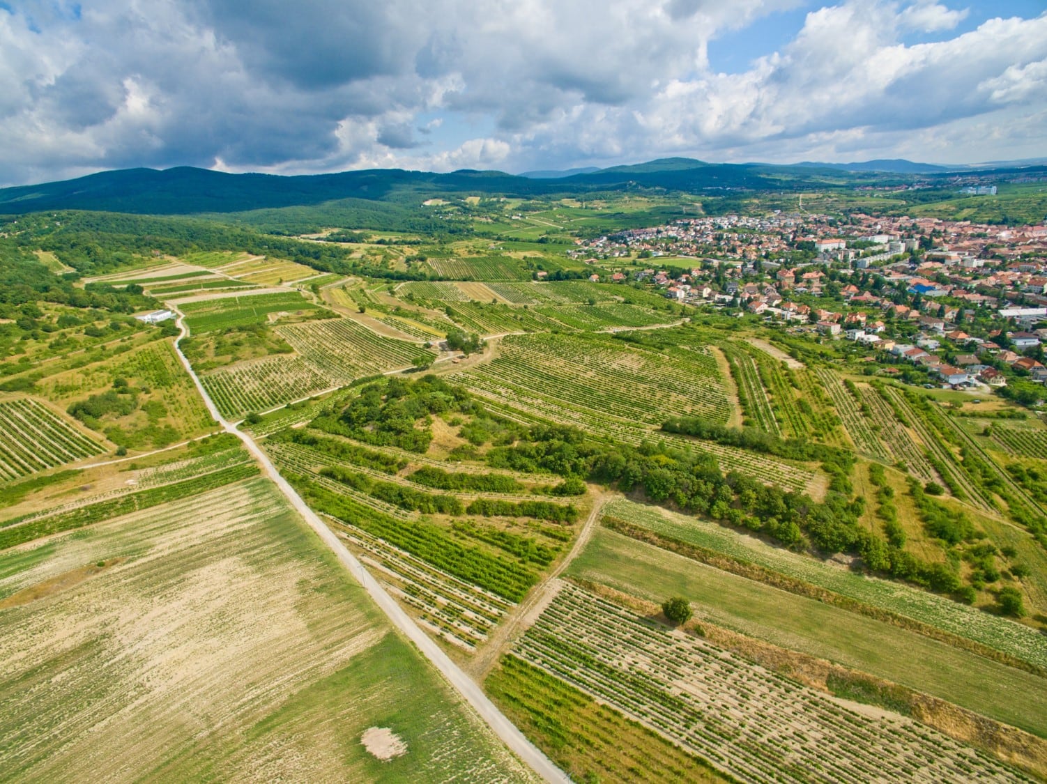 Karpatská Perla, Šenkvice